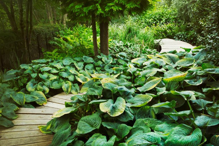 A foliage of green hostas.