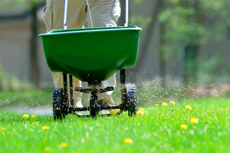 A person fertilizing a lawn.