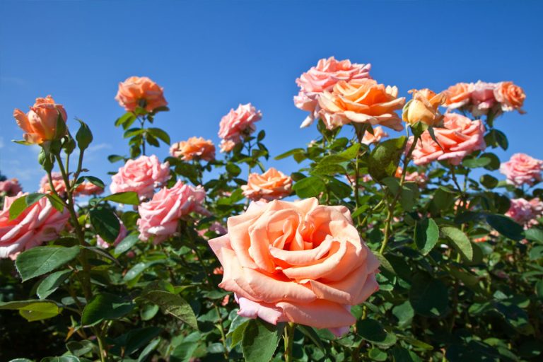 A pink rose bush outside in the sun.