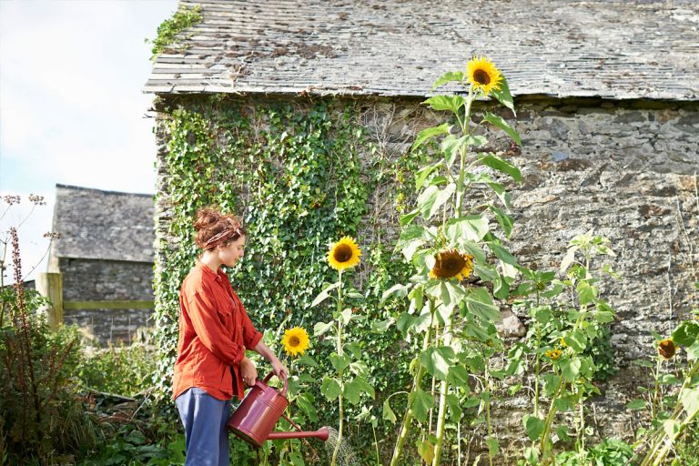 A woman watering sunflowers in her garden outside.