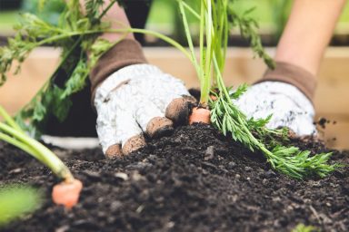 A person wearing garden gloves and planting carrots in a wooden raised garden bed.