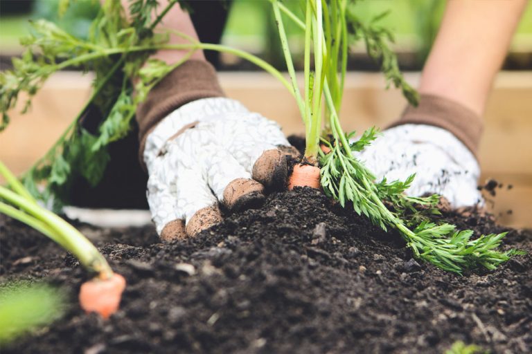 A person wearing garden gloves and planting carrots in a wooden raised garden bed.