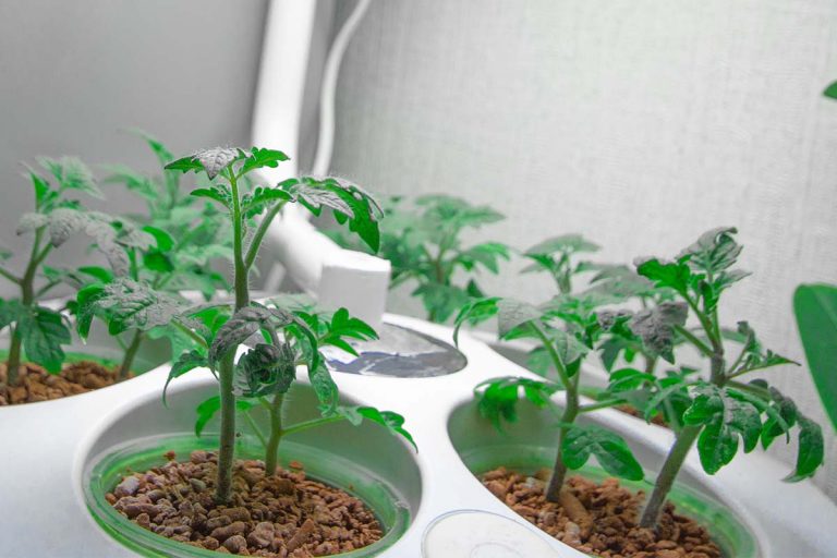 Tomato plants growing in an indoor herb garden kit.